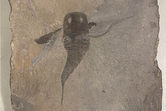 An image of a fossil of the 419-million-year-old sea scorpion, Eurypterus, the fossil invertebrate studied by Maverick Leer '26.