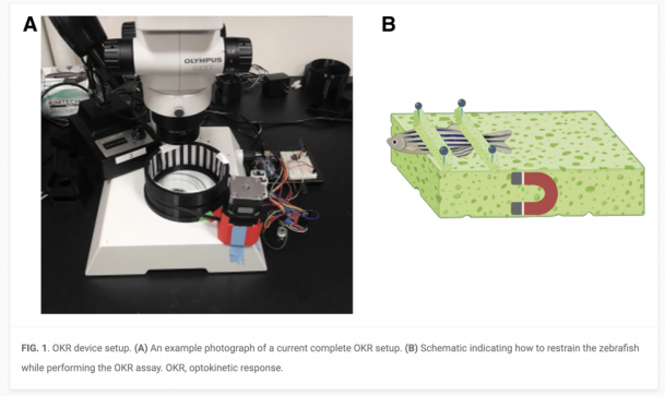 FIG. 1. OKR device setup. (A) An example photograph of a current complete OKR setup. (B) Schemati...
