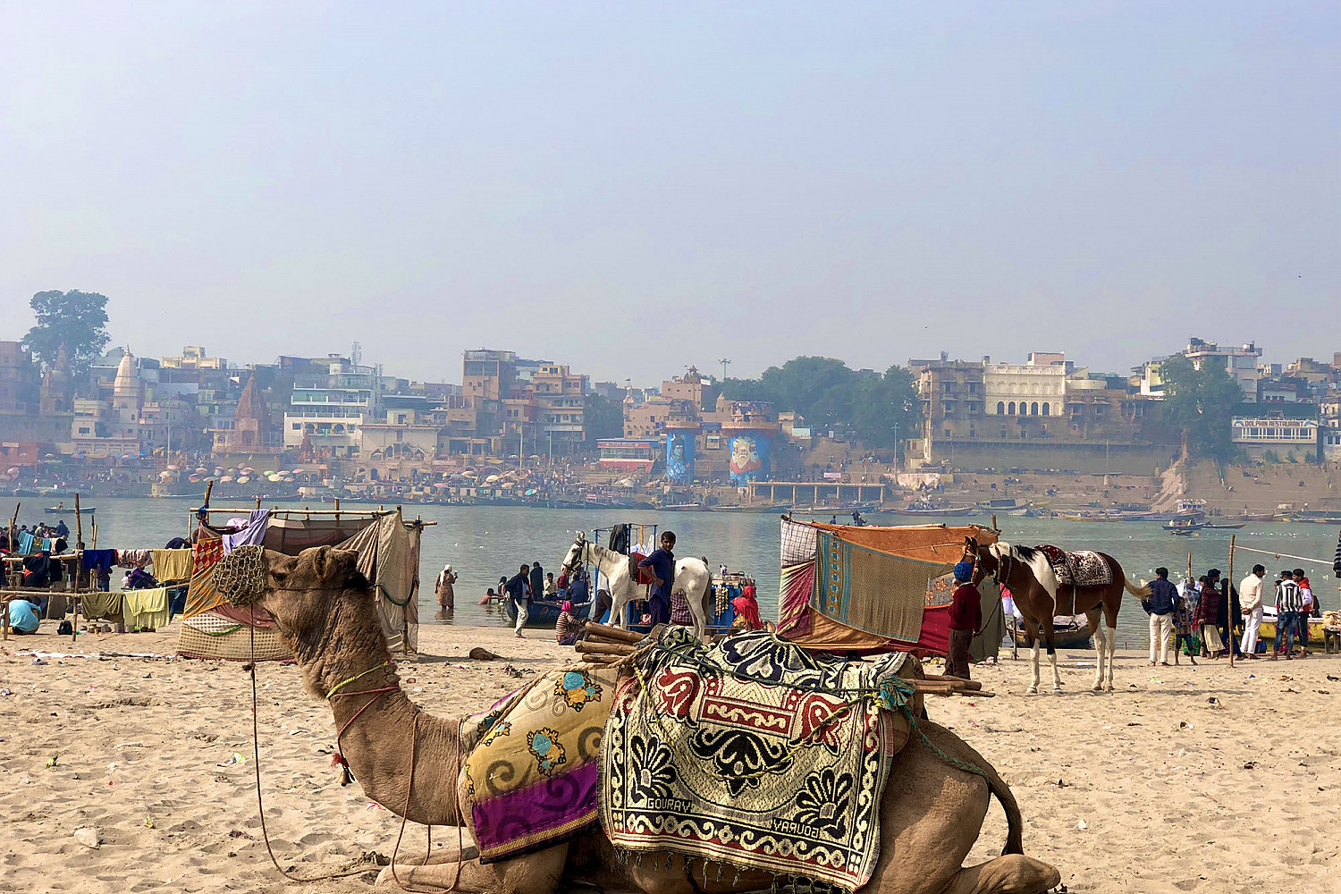 A photo of a camel taken on a J-Term study tour.