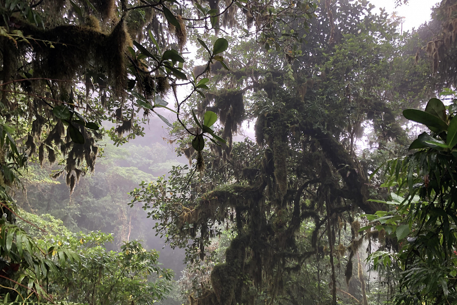 The Nicaragua rainforest.