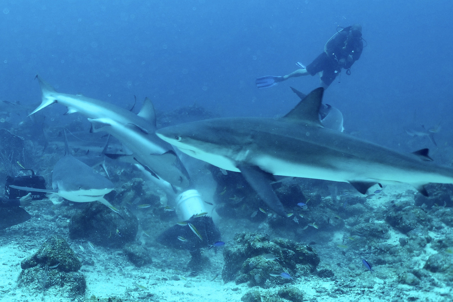 Students scuba diving with sharks.