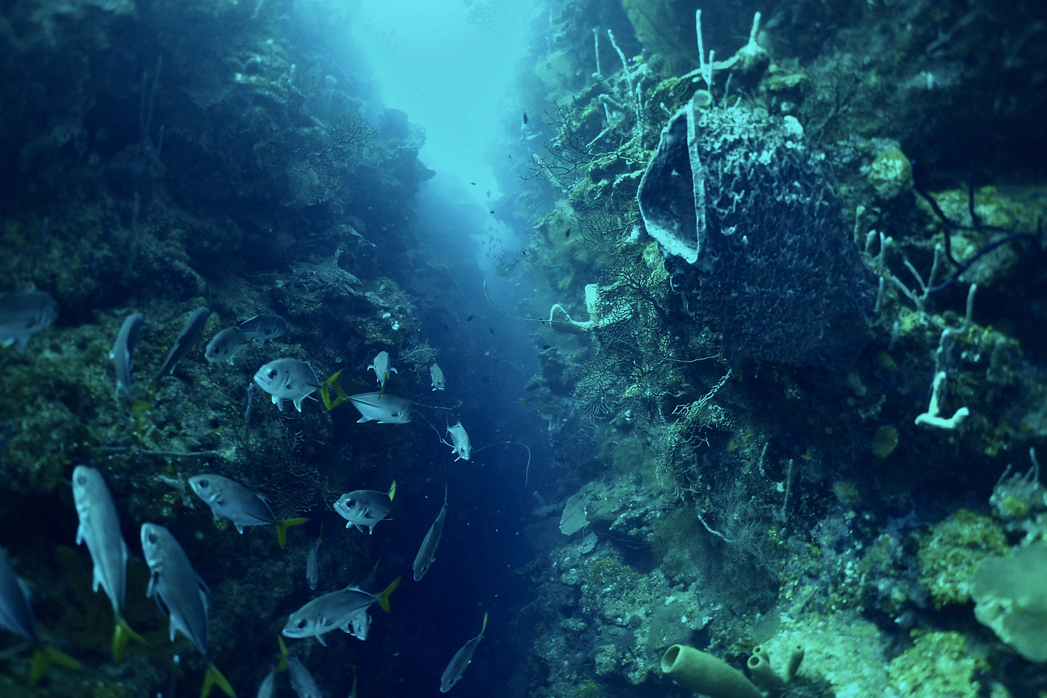 Students scuba diving in Honduras for J-Term.