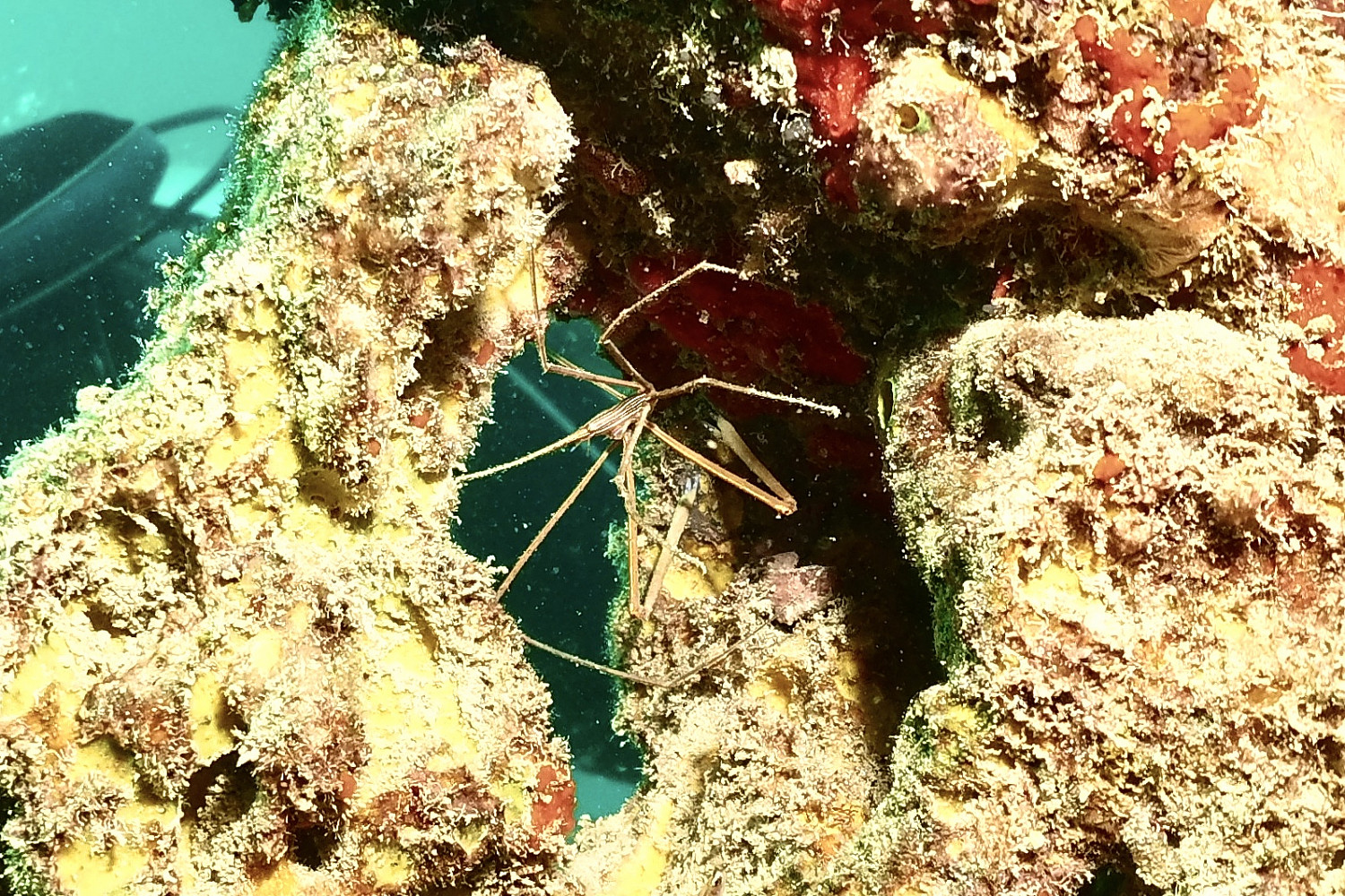 Sea life found while scuba diving.
