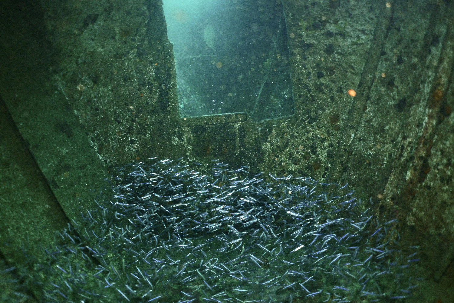 Sea life found while scuba diving.