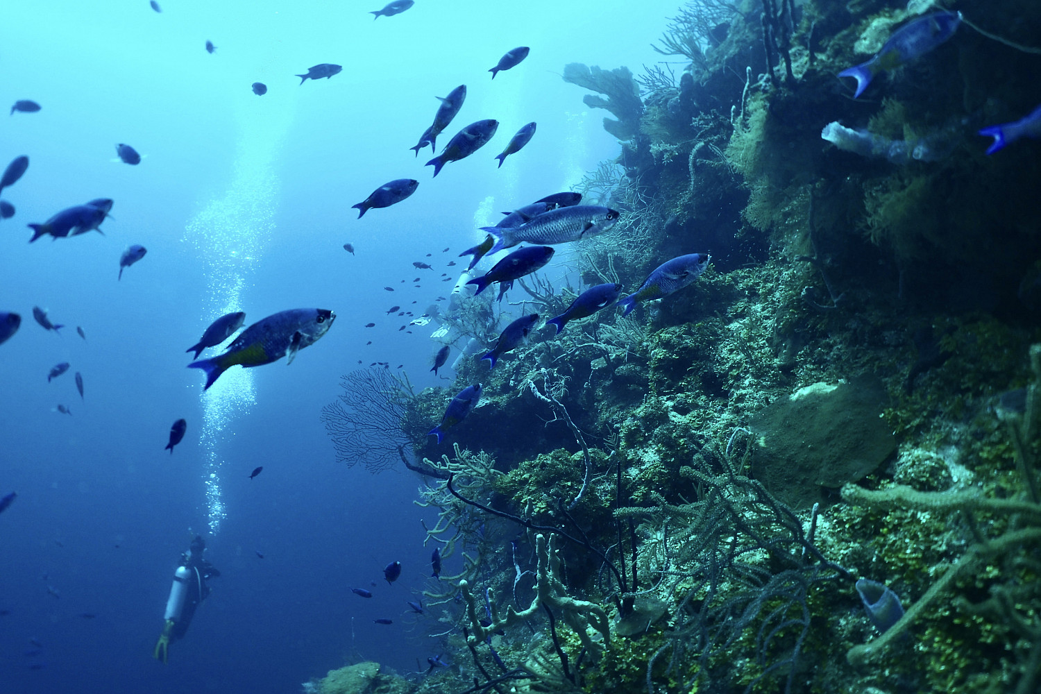 Sea life found while scuba diving.