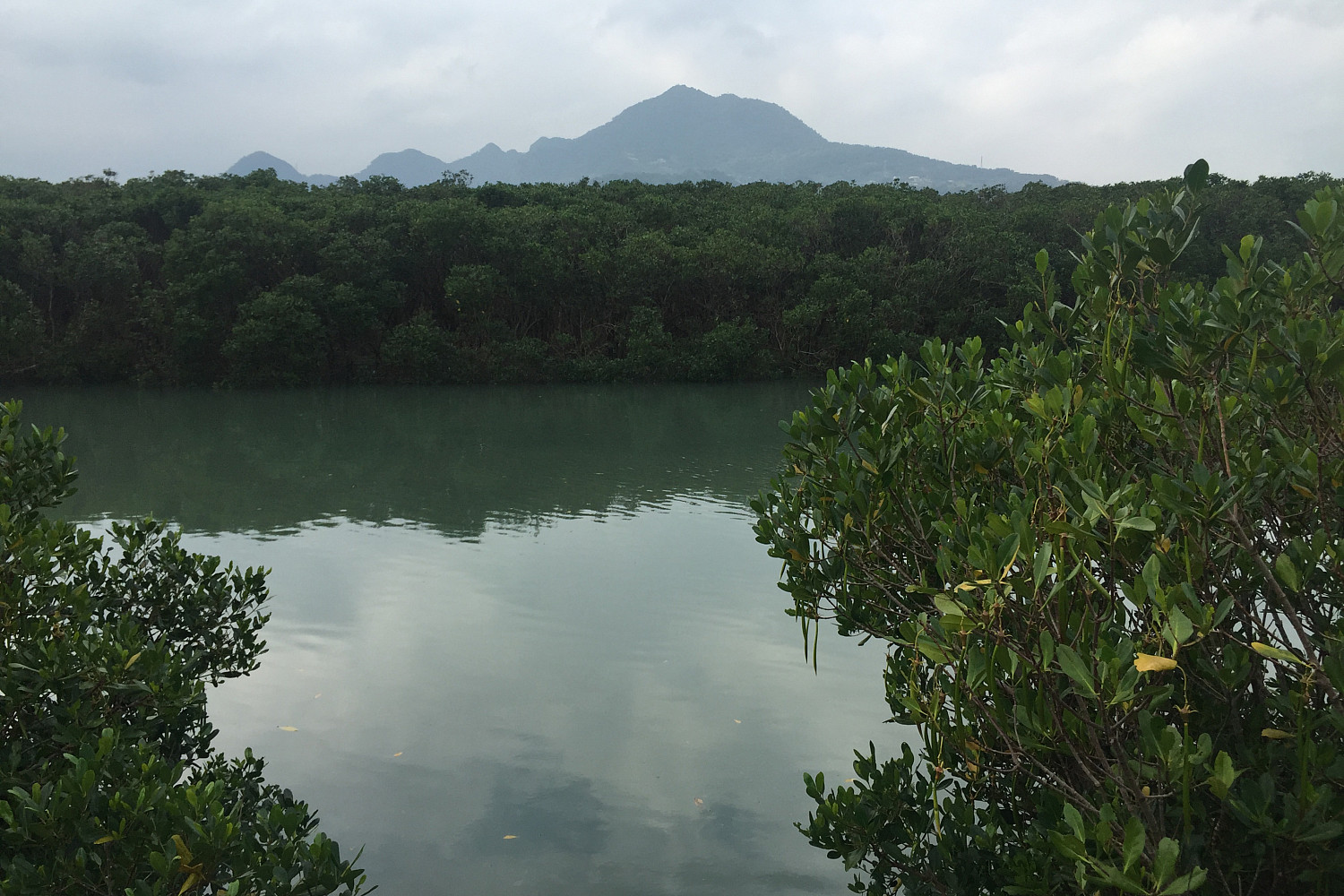 Dansui Mangroves in Taiwan