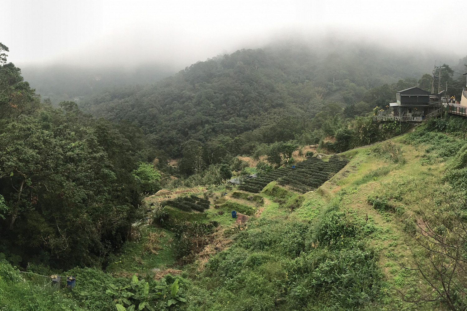 A tea farm in Maokong
