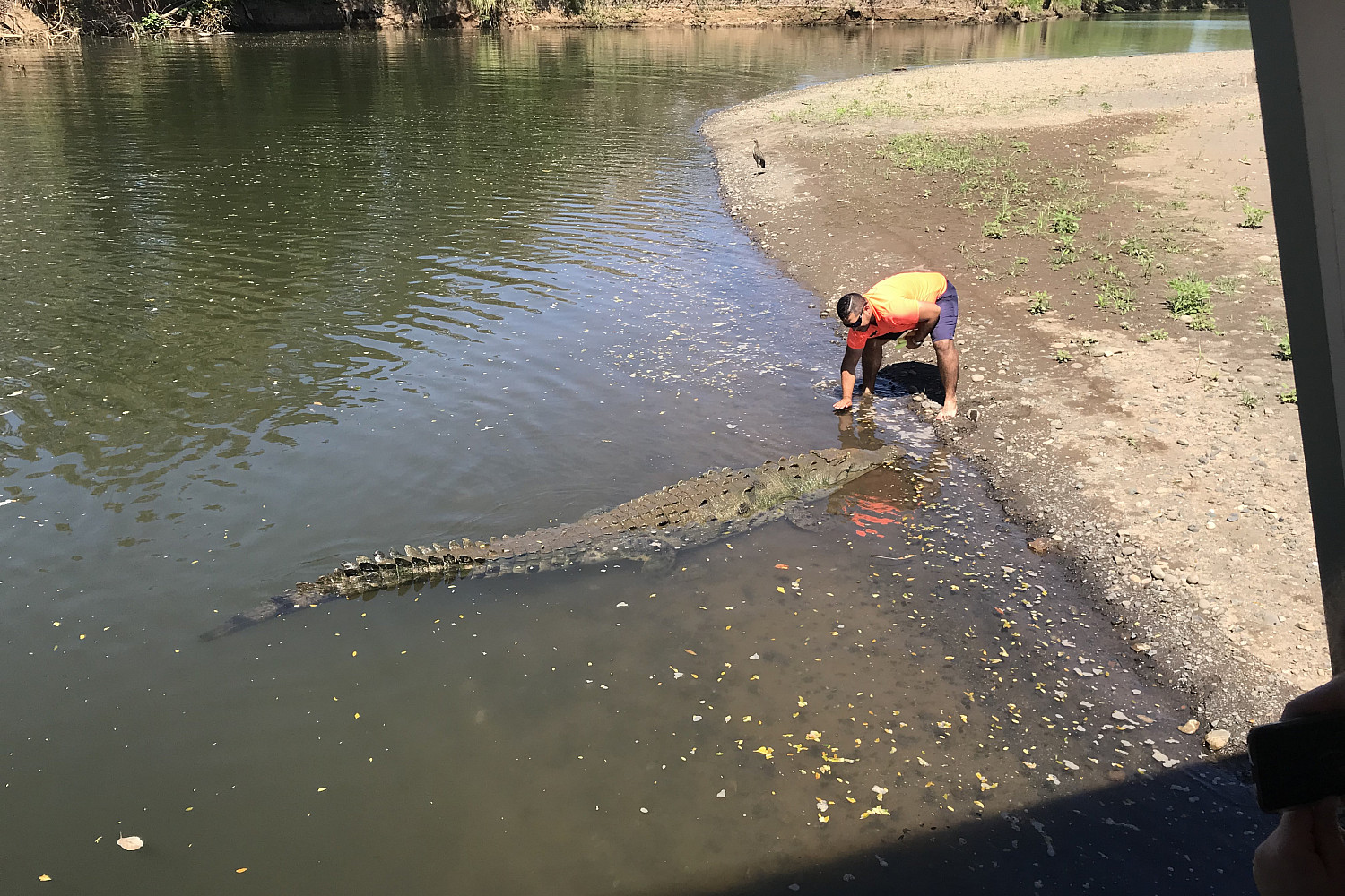 A crocodile in Costa Rica