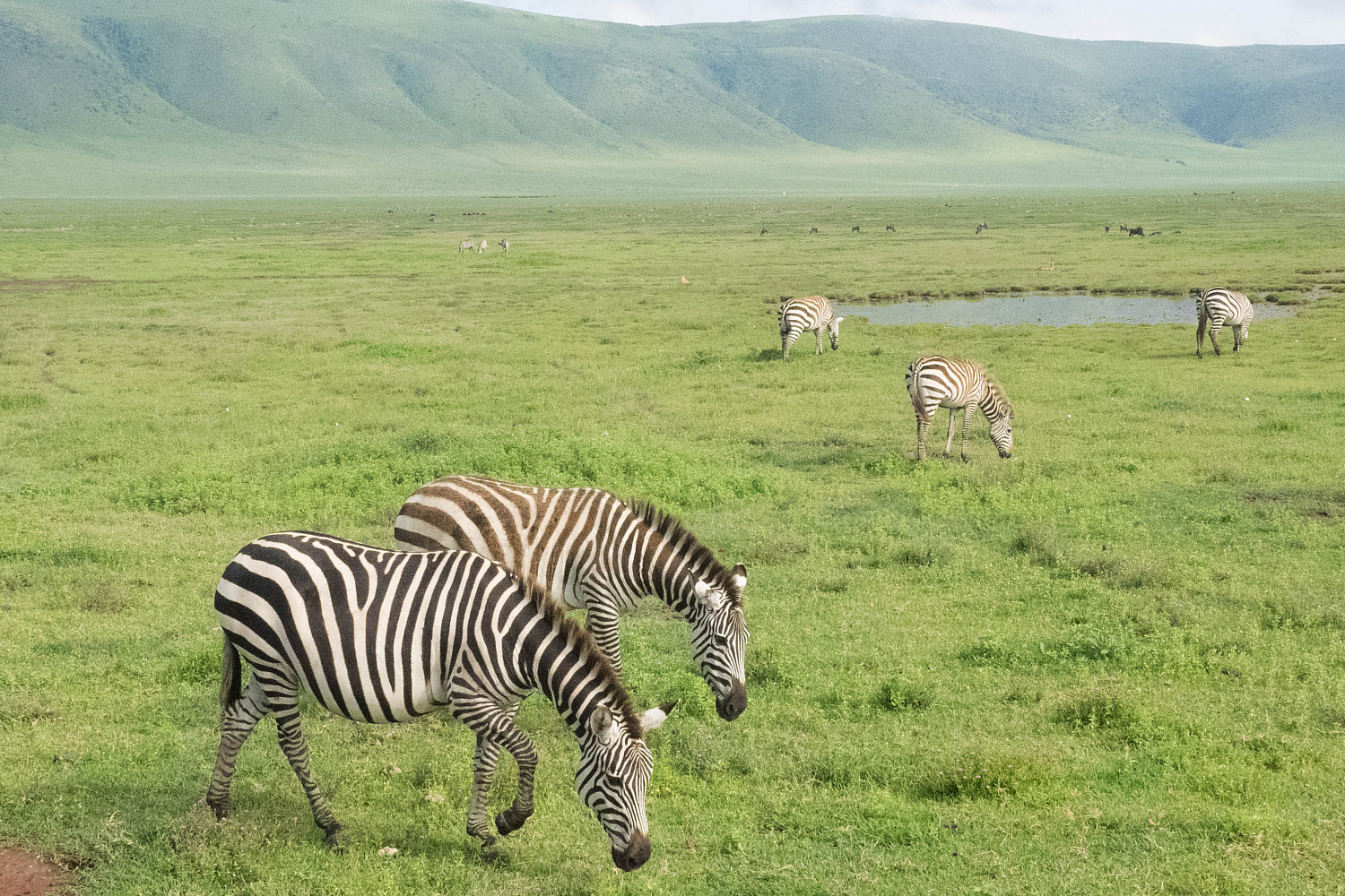 Zebras in Africa