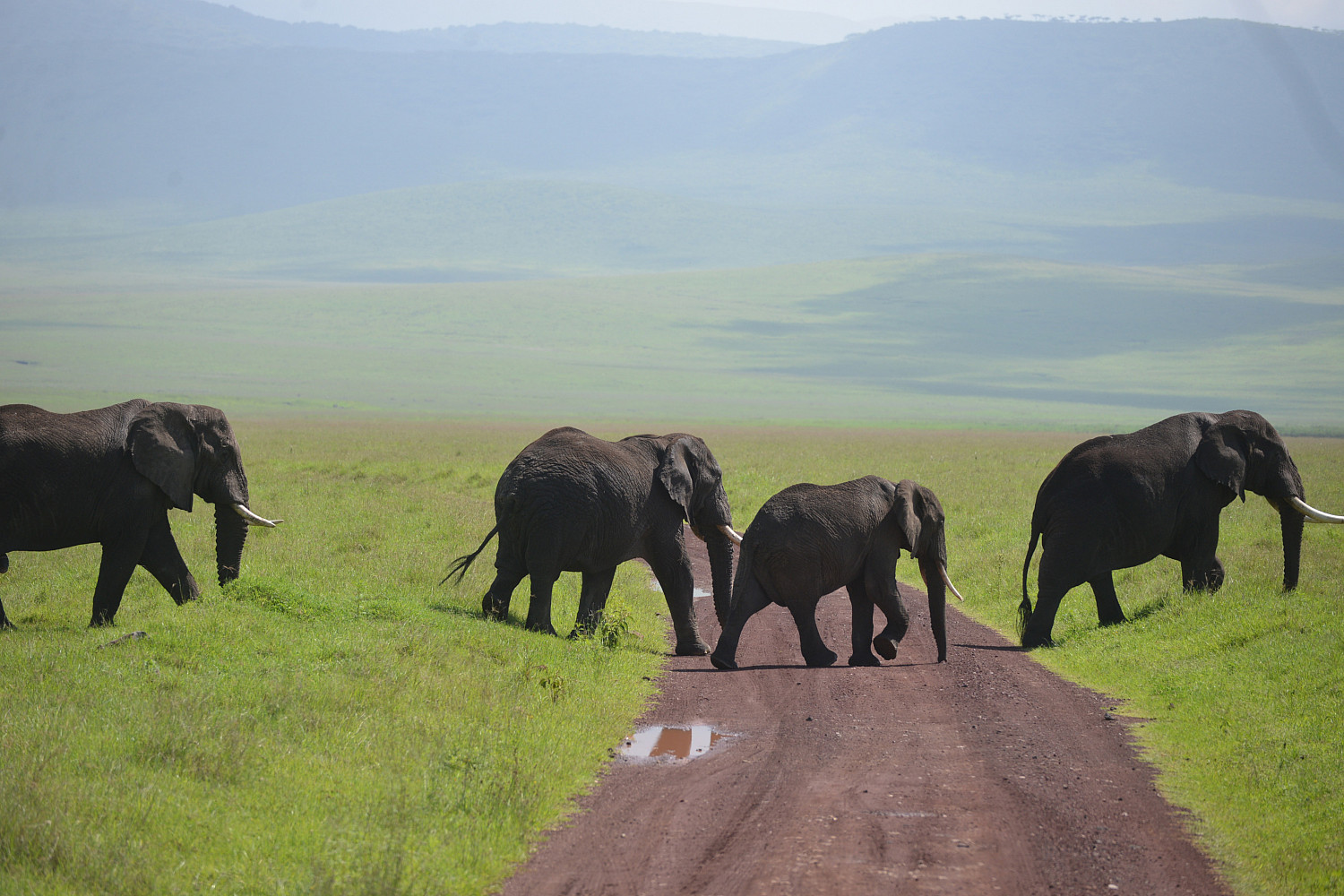 Elephants in Tanzania