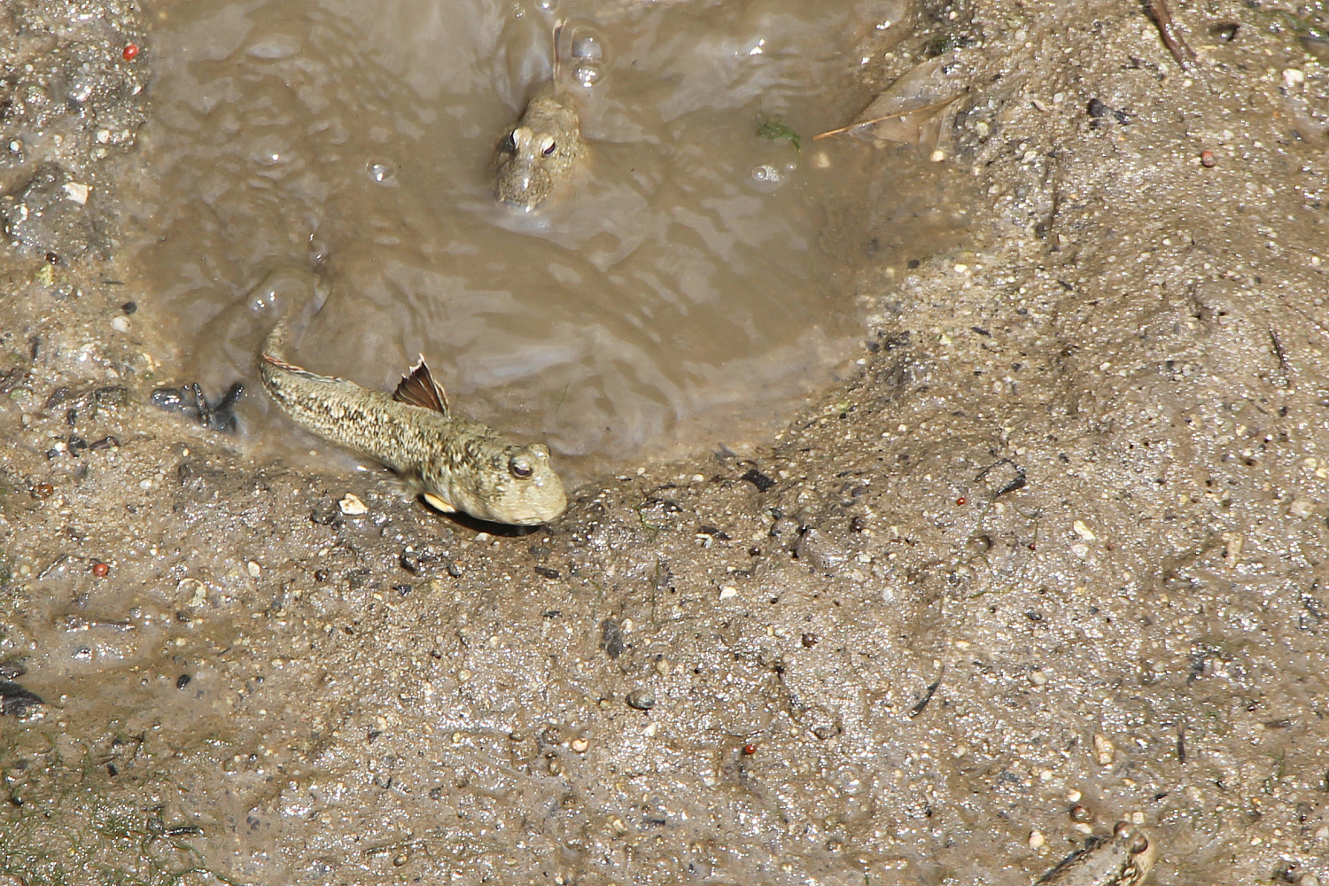Mudskippers