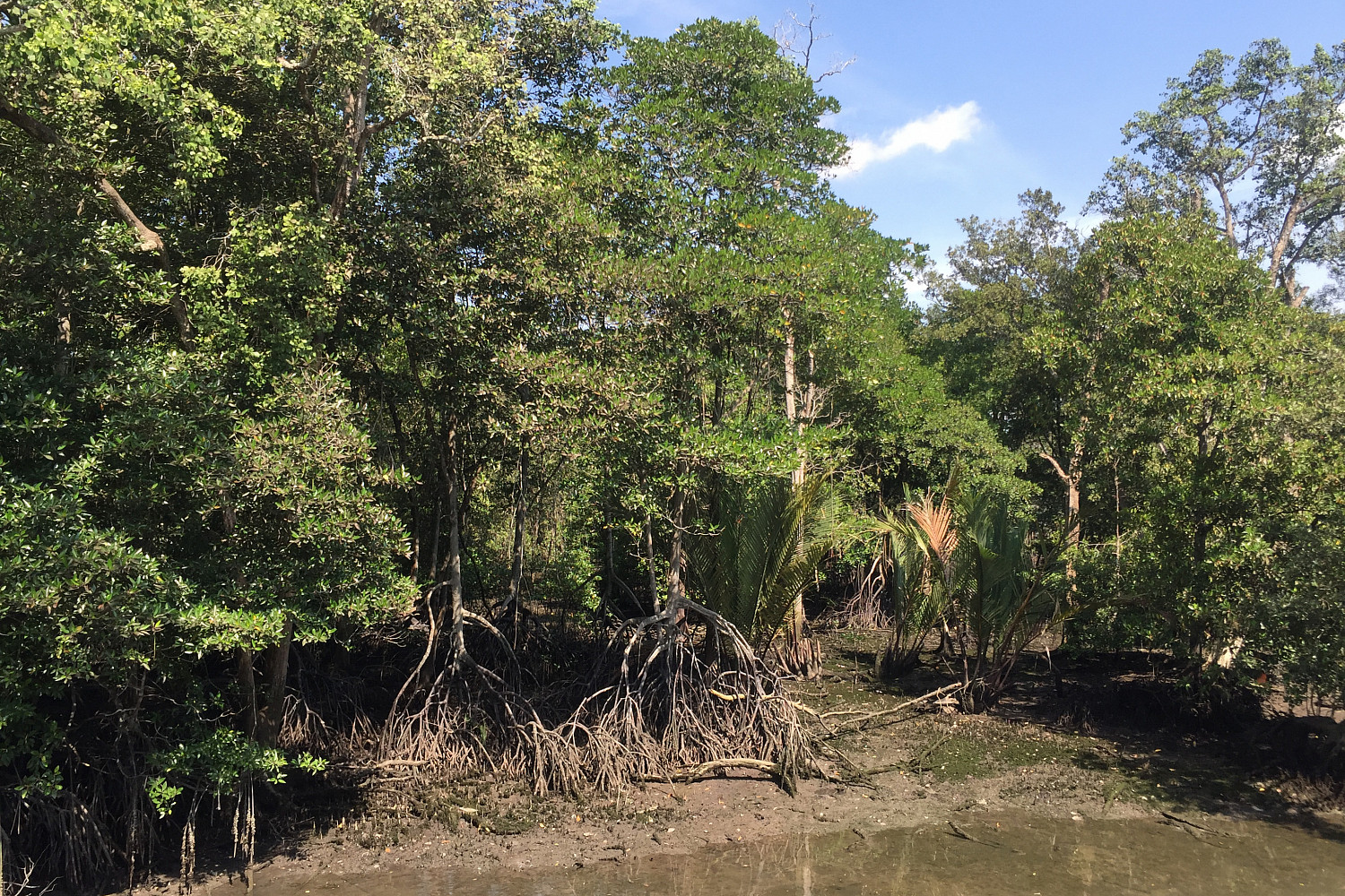 Sungei Buloh Mangroves