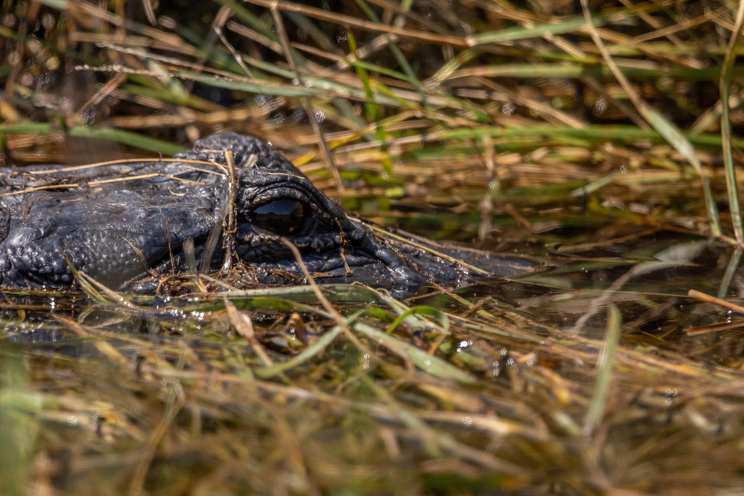Alligator at NASA's Kennedy Space Center waterway.