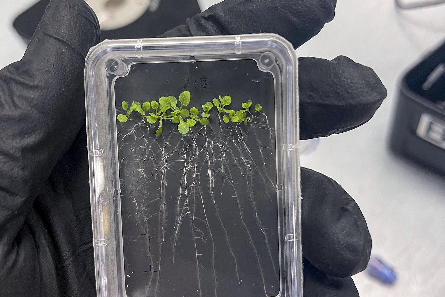 Arabidopsis