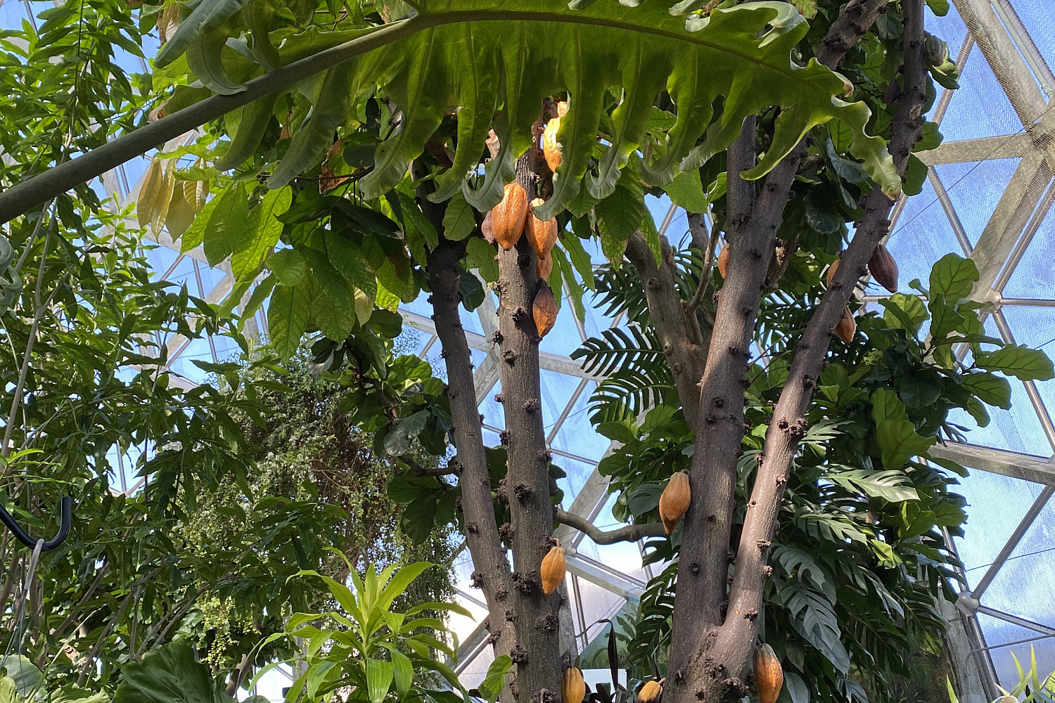 Cacao tree
