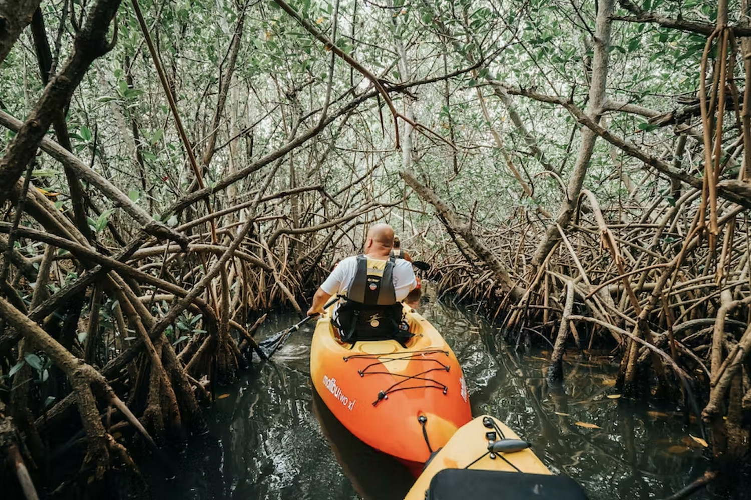Kayaking in the Mangroves