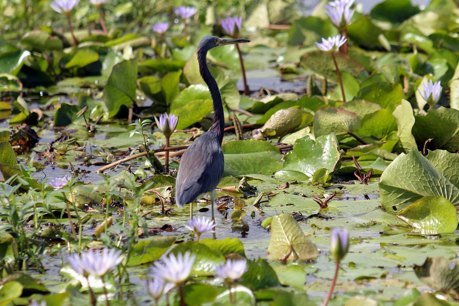 Merritt Island Wildlife Refuge