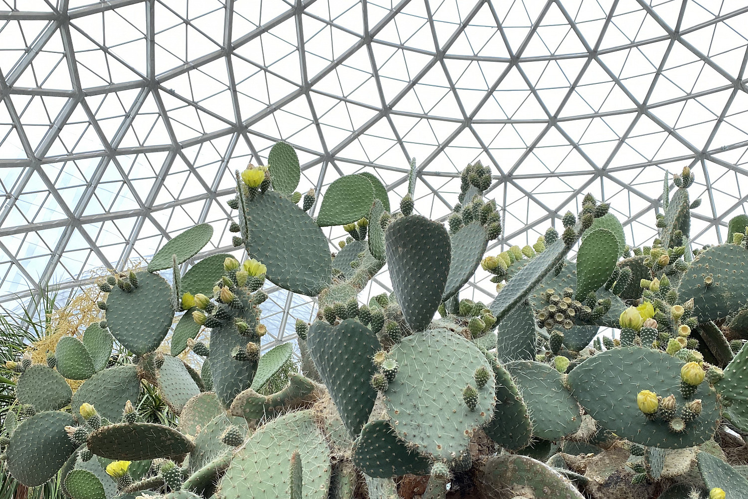 Milwaukee Domes -- Desert Dome