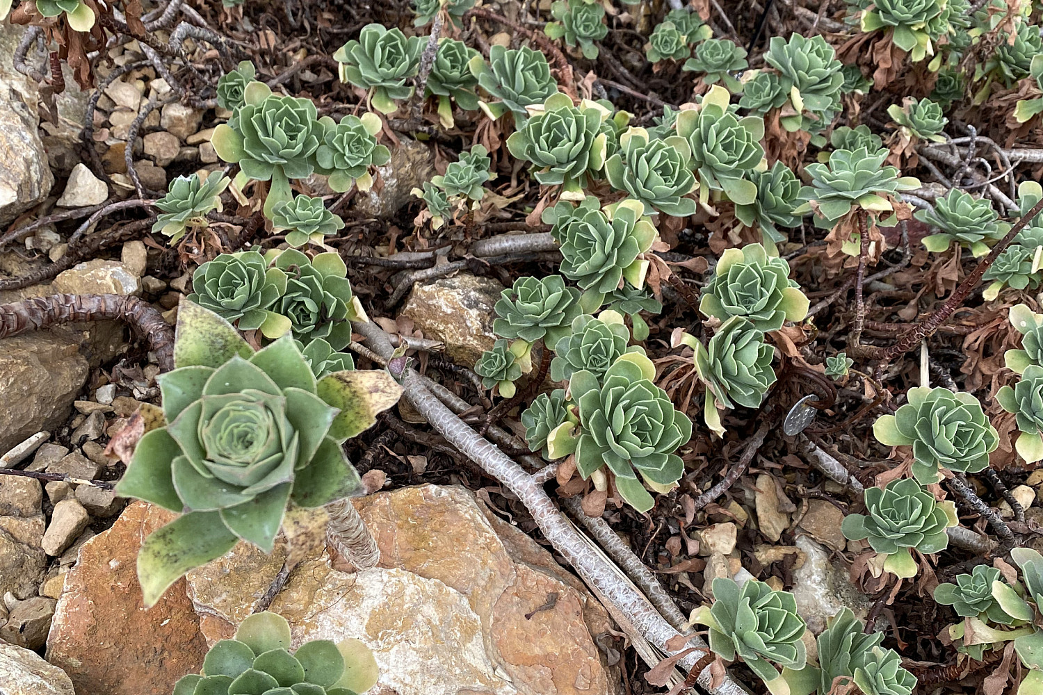 Succulents