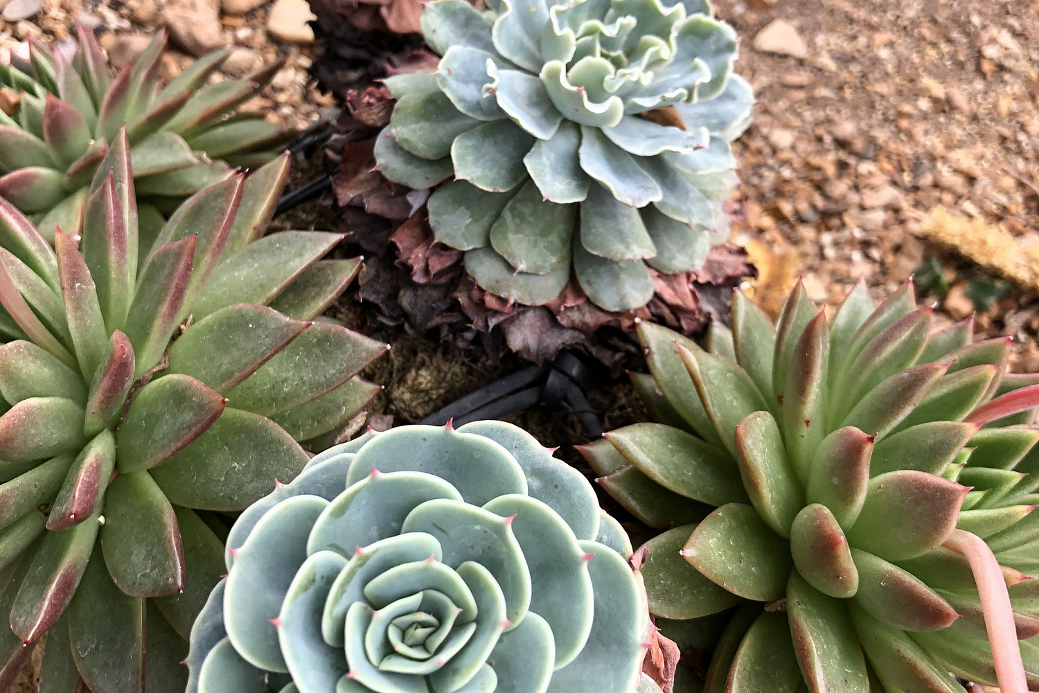 Succulents
