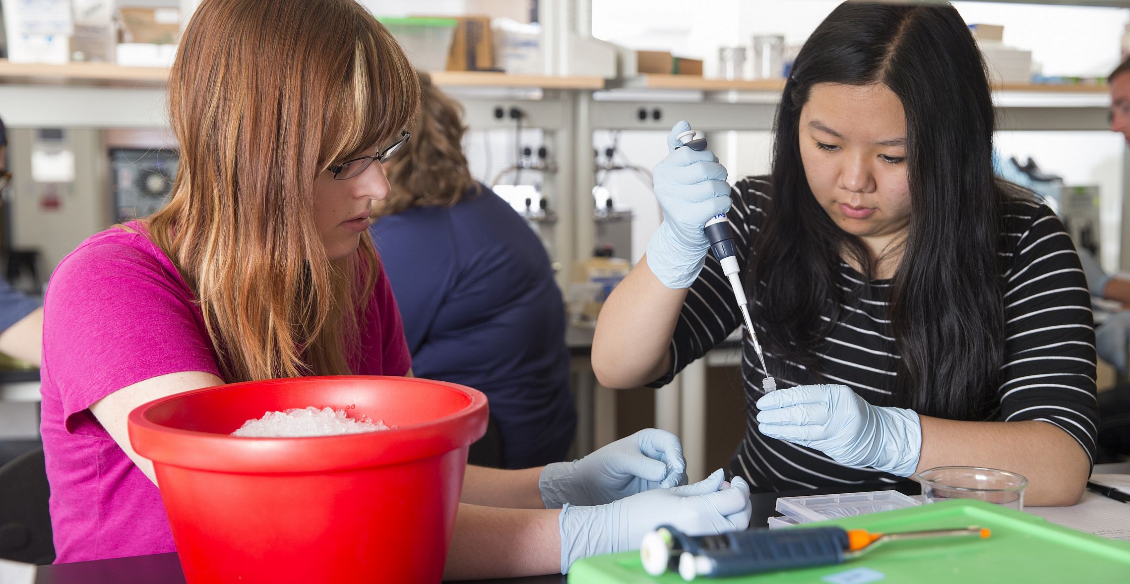 Students work on an experiment during their lab class. 