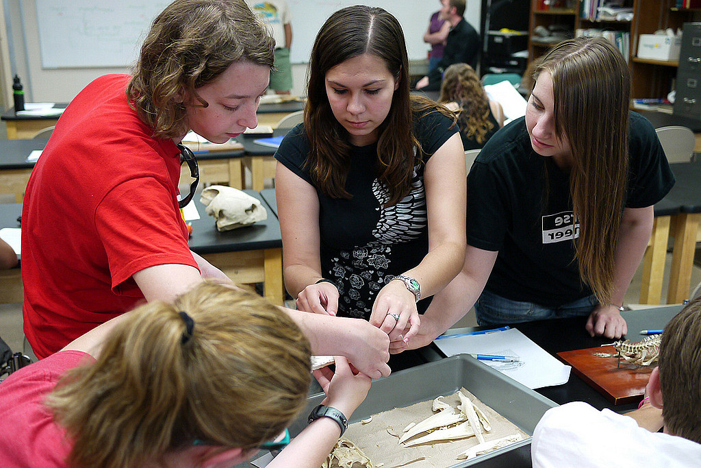 Students learning bones in the week before heading into the field.