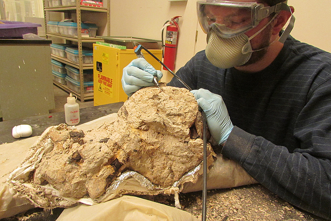 Brady Holbach, part-time Preparator, using an air scribe to remove rock from a Triceratops braincase in Spring 2023.