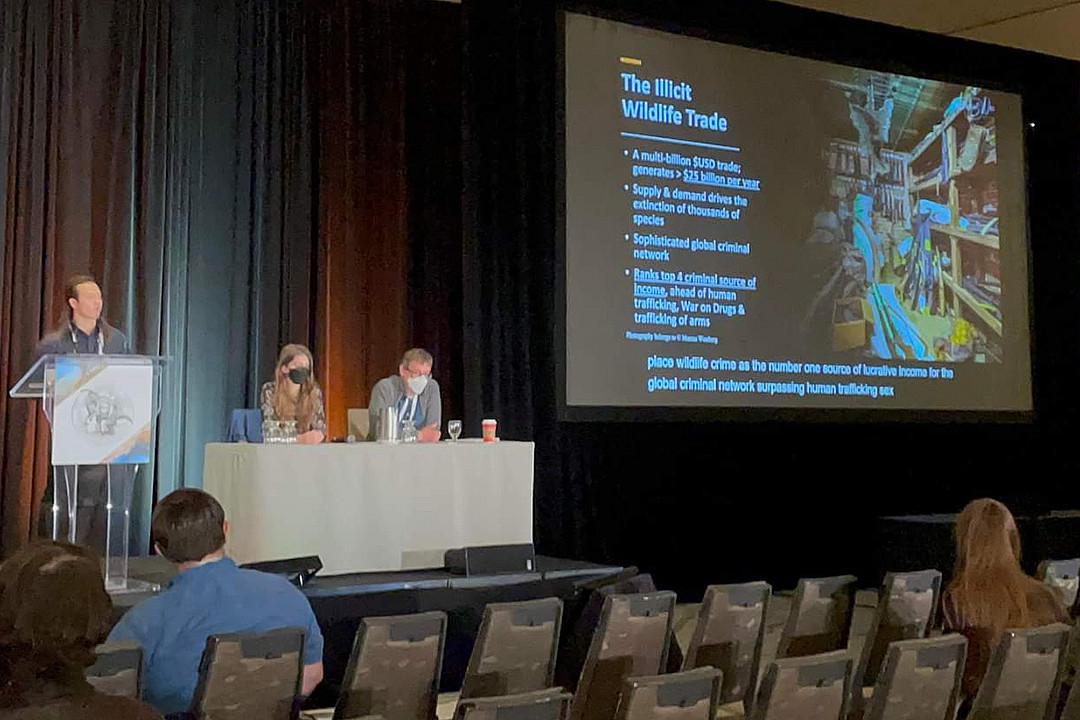 Andy Huynh '24 presenting on the illicit mammoth tusk trade at the Annual Meeting of the Society of Vertebrate Paleontology (Toronto, Can...